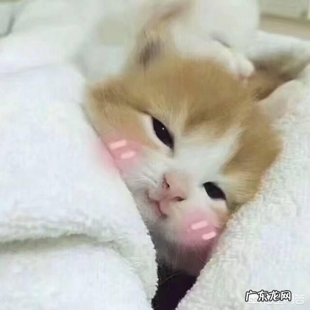 去哪里捡奶猫 捡到一个2周大的小奶猫,该怎么养