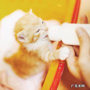 去哪里捡奶猫 捡到一个2周大的小奶猫，该怎么养