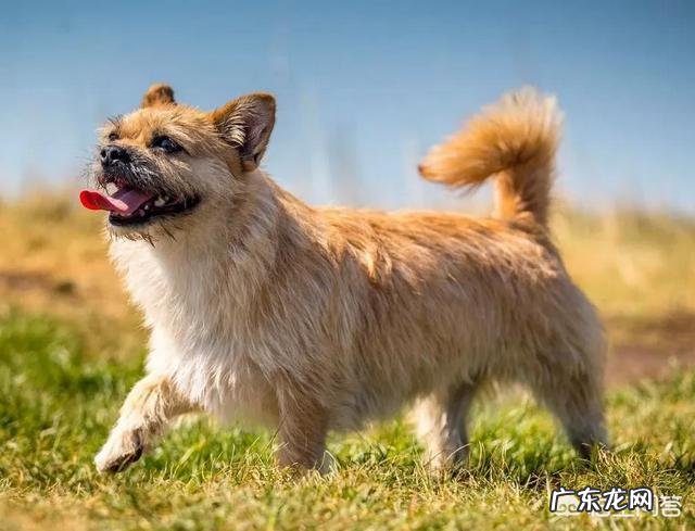 中华田园犬幼犬 中国田园犬放到外国也会很受外国人的欢迎吗