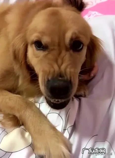 怎样对待养不熟的人 什么宠物是养不熟的