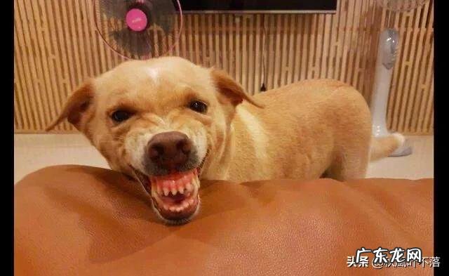 怎样对待养不熟的人 什么宠物是养不熟的