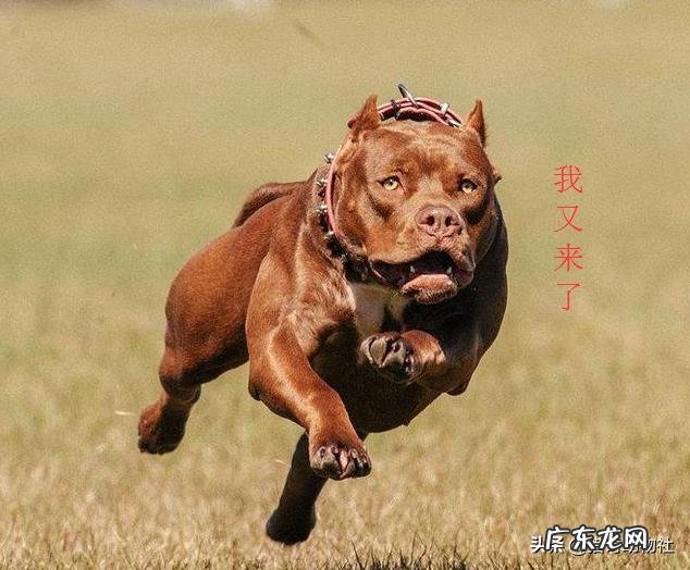 非洲野犬捕食视频 比特犬打的过非洲野犬吗