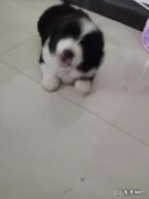 狗下崽需要人管吗 各种狗的小狗仔是什么样的
