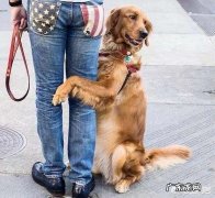 幼犬喜欢抱主人的腿 狗狗抱人的大腿是什么意思