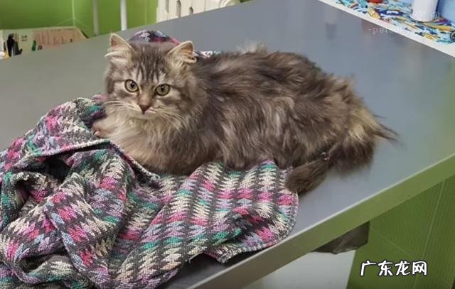 怎么判断狗狗有弓形虫 养宠物会有感染弓形虫的风险,尤其是孕妇和儿童,可为什么还有那么多人饲养