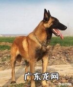 新手养马犬要注意什么 养马犬时要注意些什么