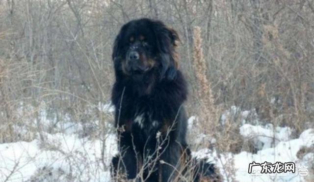 五只训练有素的军队狼犬能打败一只藏獒吗