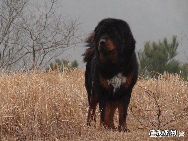 五只训练有素的军队狼犬能打败一只藏獒吗