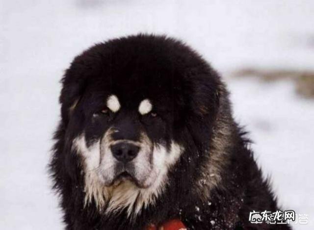 五只训练有素的军队狼犬能打败一只藏獒吗