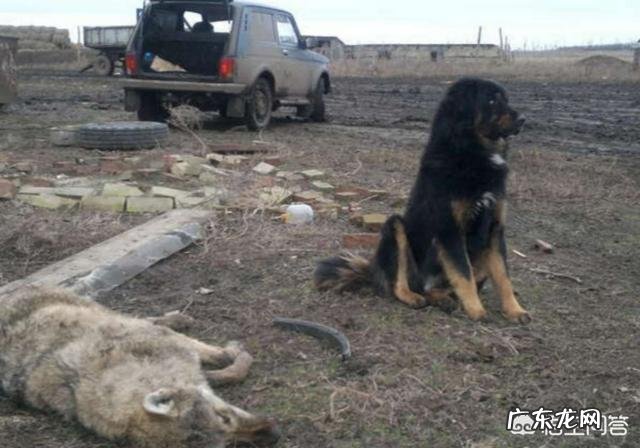 五只训练有素的军队狼犬能打败一只藏獒吗