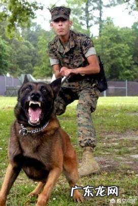 五只训练有素的军队狼犬能打败一只藏獒吗