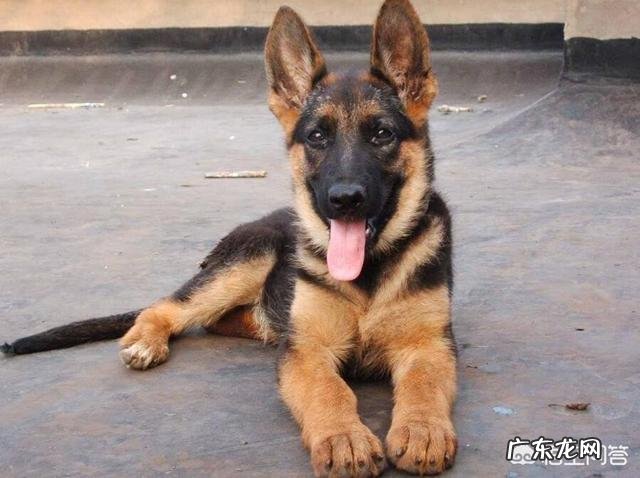 五只训练有素的军队狼犬能打败一只藏獒吗