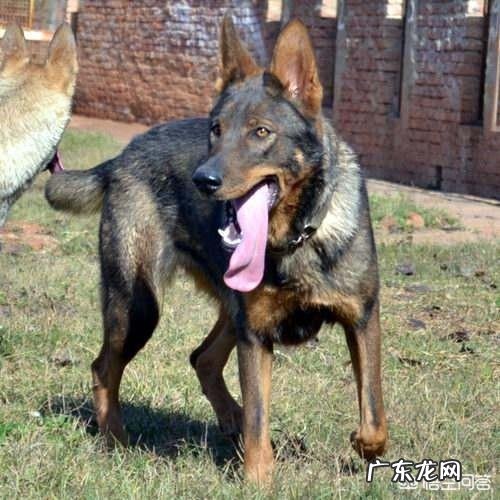 五只训练有素的军队狼犬能打败一只藏獒吗