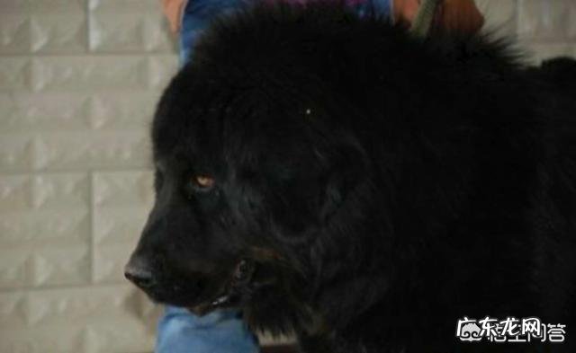 五只训练有素的军队狼犬能打败一只藏獒吗