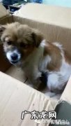 狗狗会觉得冷吗 狗狗会怕冷吗