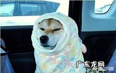 狗狗会觉得冷吗 狗狗会怕冷吗