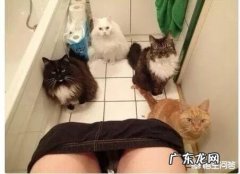 为什么主人上厕所，猫都是喜欢跟着进去