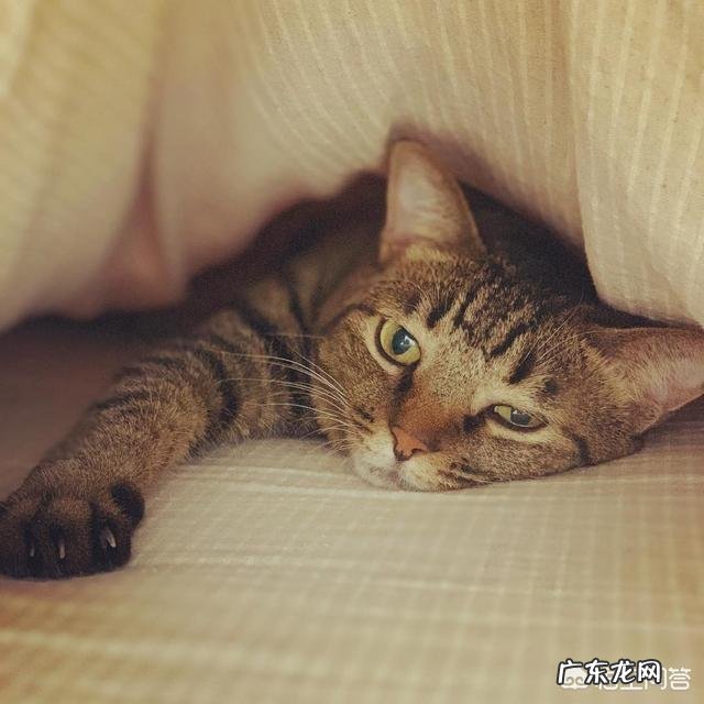 猫呕吐的原因及治疗办法 猫咪为什么吐