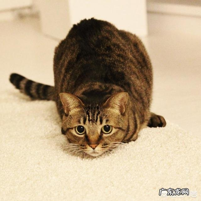 猫呕吐的原因及治疗办法 猫咪为什么吐