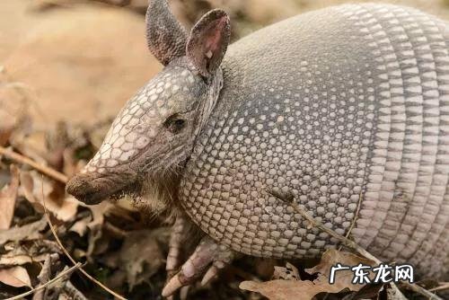 九带犰狳 犰狳是一种什么样的动物