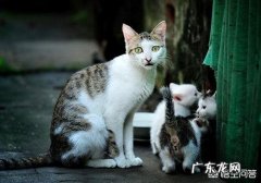 为什么不认识的猫，你叫猫咪，或者咪咪它会乖乖朝你走过来