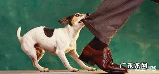 小狗很兴奋老是追着人咬 狗狗为什么每次看到某个人,就追着咬呢