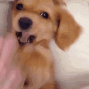 狗狗翻肚皮扭来扭去 狗为何会对你翻肚皮