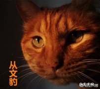 独一无二的猫咪名字 猫咪记住自己的名字，大概需要多久