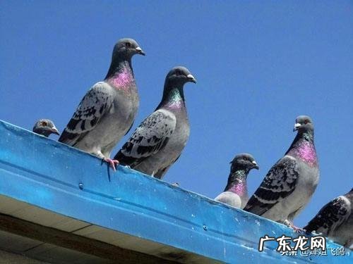 大蒜 如何使用大蒜来喂养赛鸽