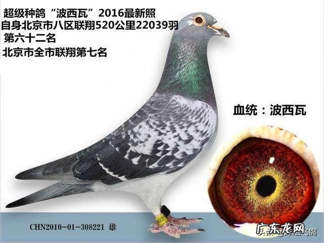 大蒜 如何使用大蒜来喂养赛鸽