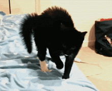 猫弓起背来是什么意思 3个半月大的小猫突然弓着背，侧着身子走路，都一天了，这是怎么回事
