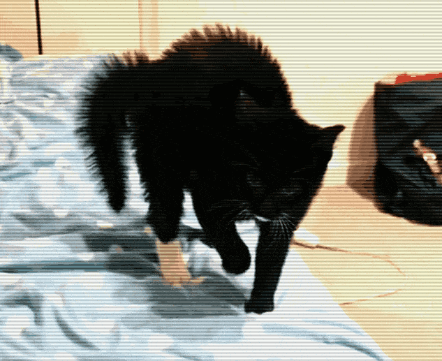 猫弓起背来是什么意思 3个半月大的小猫突然弓着背,侧着身子走路,都一天了,这是怎么回事