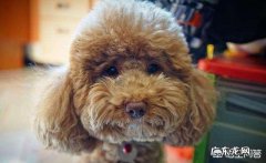老人临死前一个月征兆 贵宾犬临死前的征兆是什么