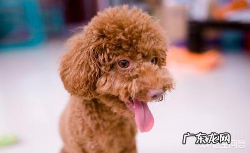老人临死前一个月征兆 贵宾犬临死前的征兆是什么