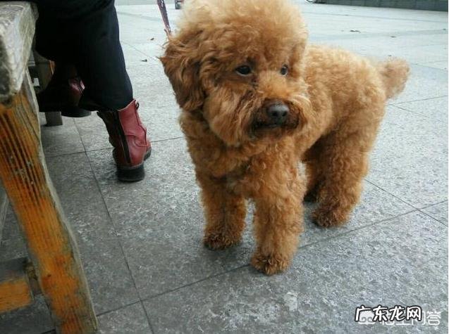 老人临死前一个月征兆 贵宾犬临死前的征兆是什么