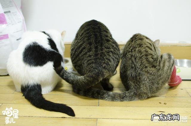 养1只猫好还是2只猫好 独居养猫,最好是不是应该养两只