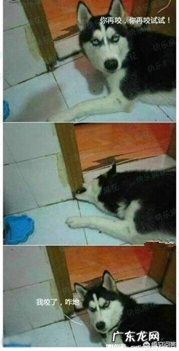 小哈士奇 你家的哈士奇傻到什么程度了