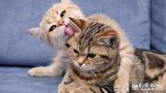 小猫咪多大可以离开母亲 小猫咪离开了妈妈是否会伤心