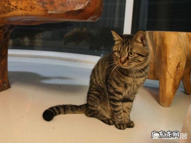 小猫咪多大可以离开母亲 小猫咪离开了妈妈是否会伤心