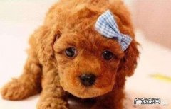 不喜欢别人碰我 泰迪犬不喜欢人碰它的什么地方，为什么