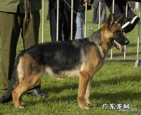 牧羊犬 东德牧羊犬和西德牧羊犬,哪个幼犬售价高一些