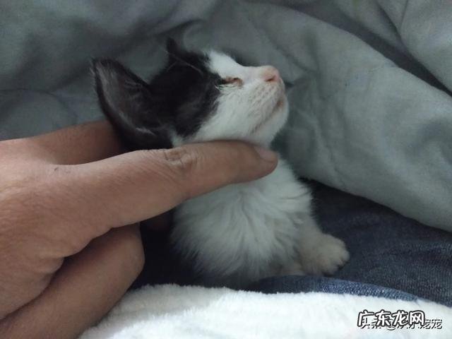 粘鼠板粘到猫咪怎么洗 小猫把我当妈妈了，粘出天际，是不是会一直这样呀