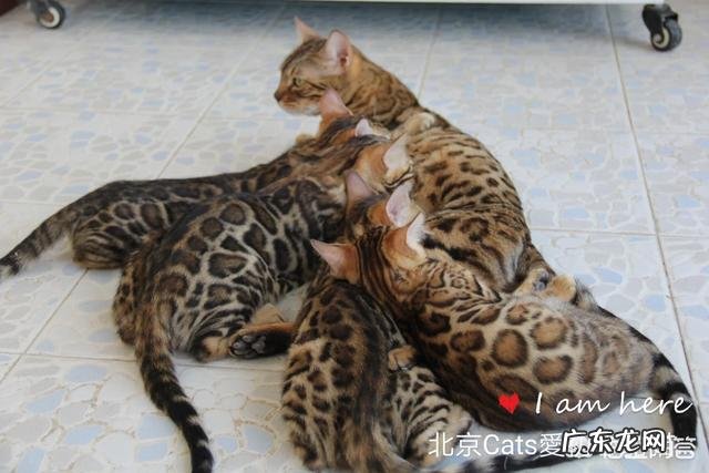养猫需要准备什么 把猫咪养得胖嘟嘟真的是对它好吗