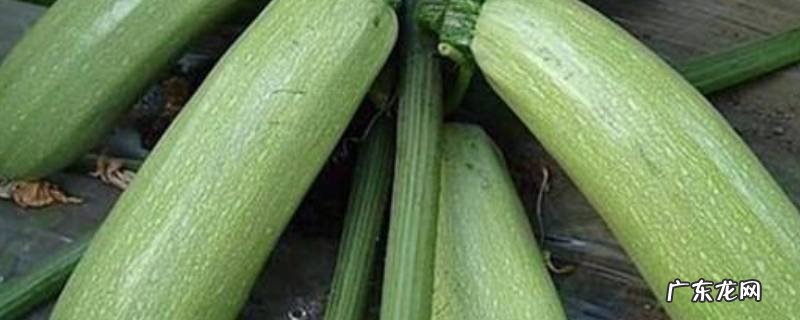 户子是什么菜,小户子是什么菜