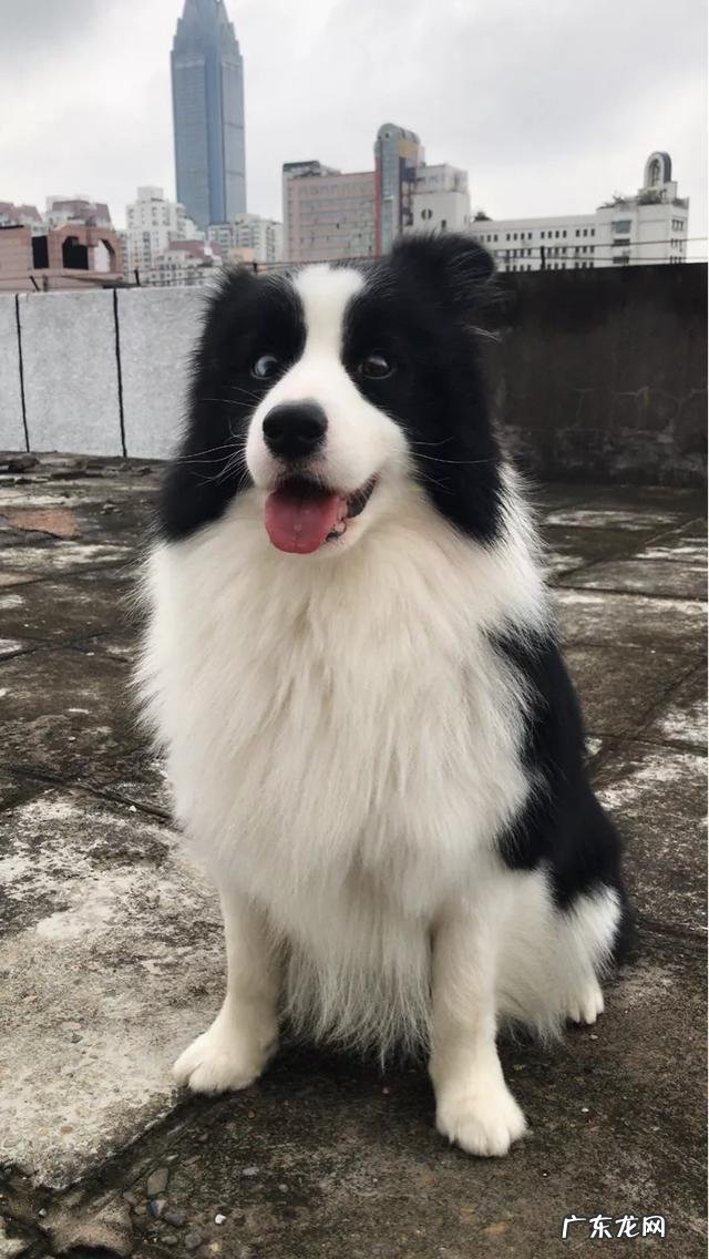 边牧好么 边境牧羊犬怎么样