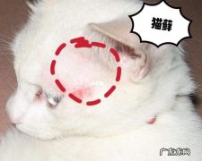 皮癣 猫皮癣要怎么解决