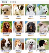 什么狗最聪明 什么狗狗最调皮