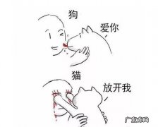男不养猫女不养狗 有哪些瞬间你觉得养狗比养猫好