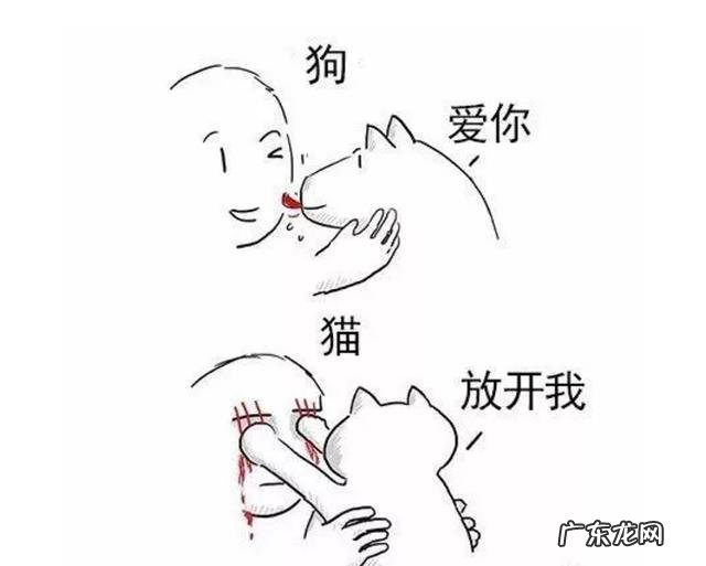 男不养猫女不养狗 有哪些瞬间你觉得养狗比养猫好