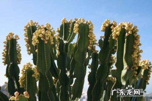 什么东西防辐射最好,孕妇要远离什么?